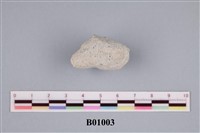 藏品(苔蘚蟲)的圖片